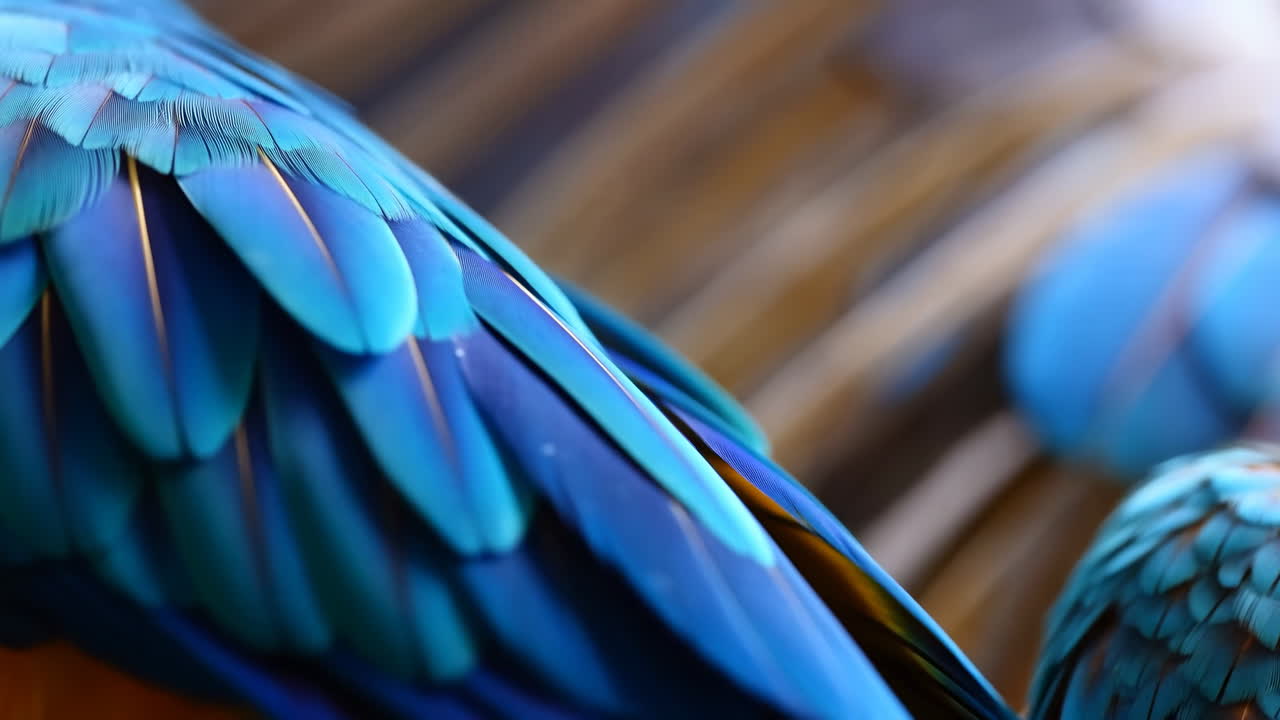 Detalhe Próximo de Pena de Arara Azul Com Textura Iridescente e Fundo com Bokeh Suave, Floresta Tropical