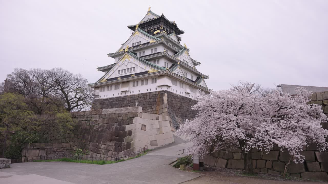 Japan in Spring, Osaka Castle and Cherry Blossom Tree 4k