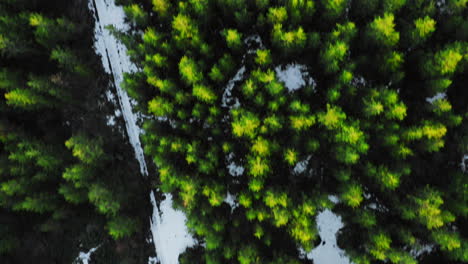 Snow-covered-ground-of-dense-green-evergreen-forest-in-the-mountains