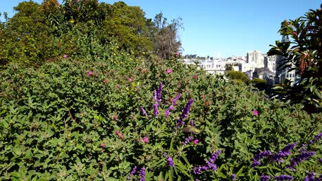 wide shot of a green hummingbird feeding on purple sage flowers on a sunny day in alamo square park in san francisco