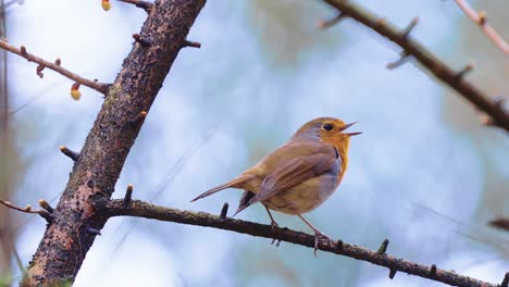 pájaro cantor de petirrojo europeo en el bosque de invierno. de cerca