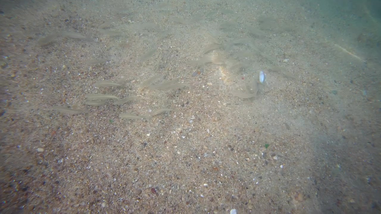 Undervandsoptagelse af små fisk, der svømmer over en sandet havbund i lavt, klart vand med naturlige sollysrefleksioner.