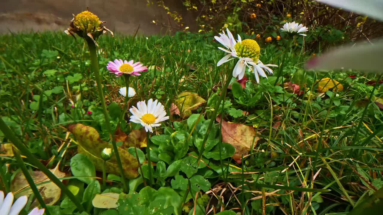 Close-up of daisies blooming in a garden, evoking a fresh spring vibe