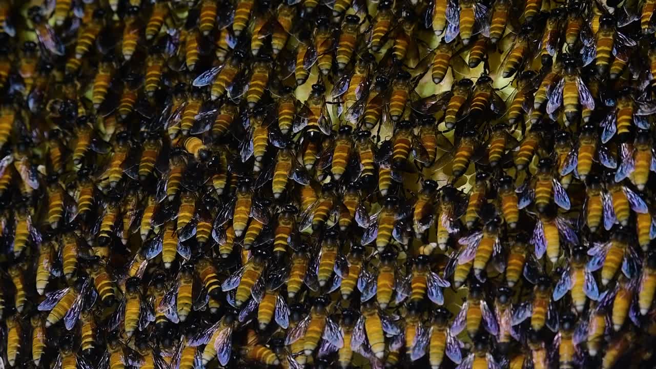 se sabe que las abejas melíferas gigantes construyen grandes colonias de nidos con bolsillos simétricos hechos de cera para almacenar miel como fuente de alimento.