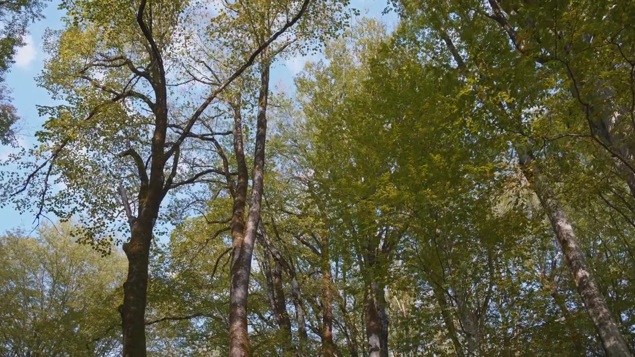 Grands arbres dans la forêt, plan travelling