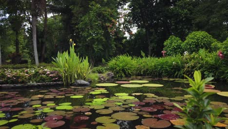 gran estanque de peces frescos y fértiles con nenúfares y flores en la superficie en un hermoso jardín tailandés