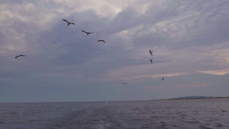 Sea-birds-including-Northern-Gannets,-Black-Legged-Kittiwakes-and-Iceland-Gulls-follow-a-boat-across-open-water