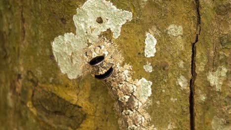 Unidentified-larvae,-caterpillar,-climbing-up-a-tree-in-Sri-Lanka,-Asia---perfectly-camouflaged