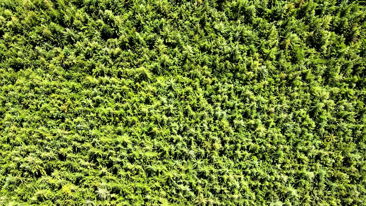 visión del avión no tripulado- áfrica bosque- áfrica incendio de matorrales