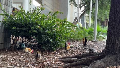 a group of vibrant chickens with red combs and colorful feathers foraging under a tree near dense shrubs, offering a unique blend of nature and urban life in a cityscape.