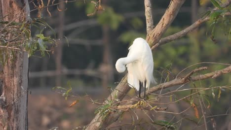 Hermosa-Garza-En-El-árbol---Relajante