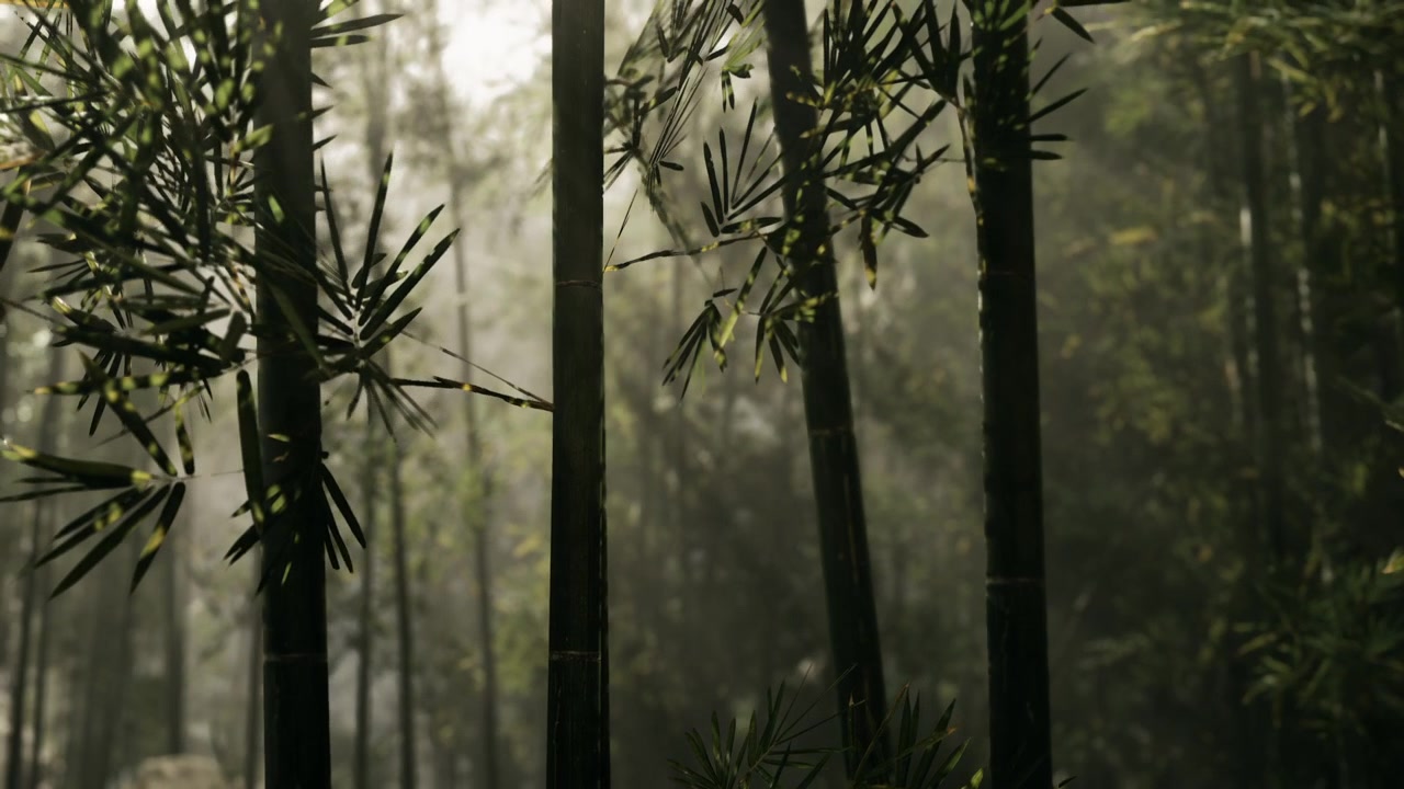 Foresta di bambù avvolta nella nebbia con la luce del sole che filtra tra gli alberi al mattino