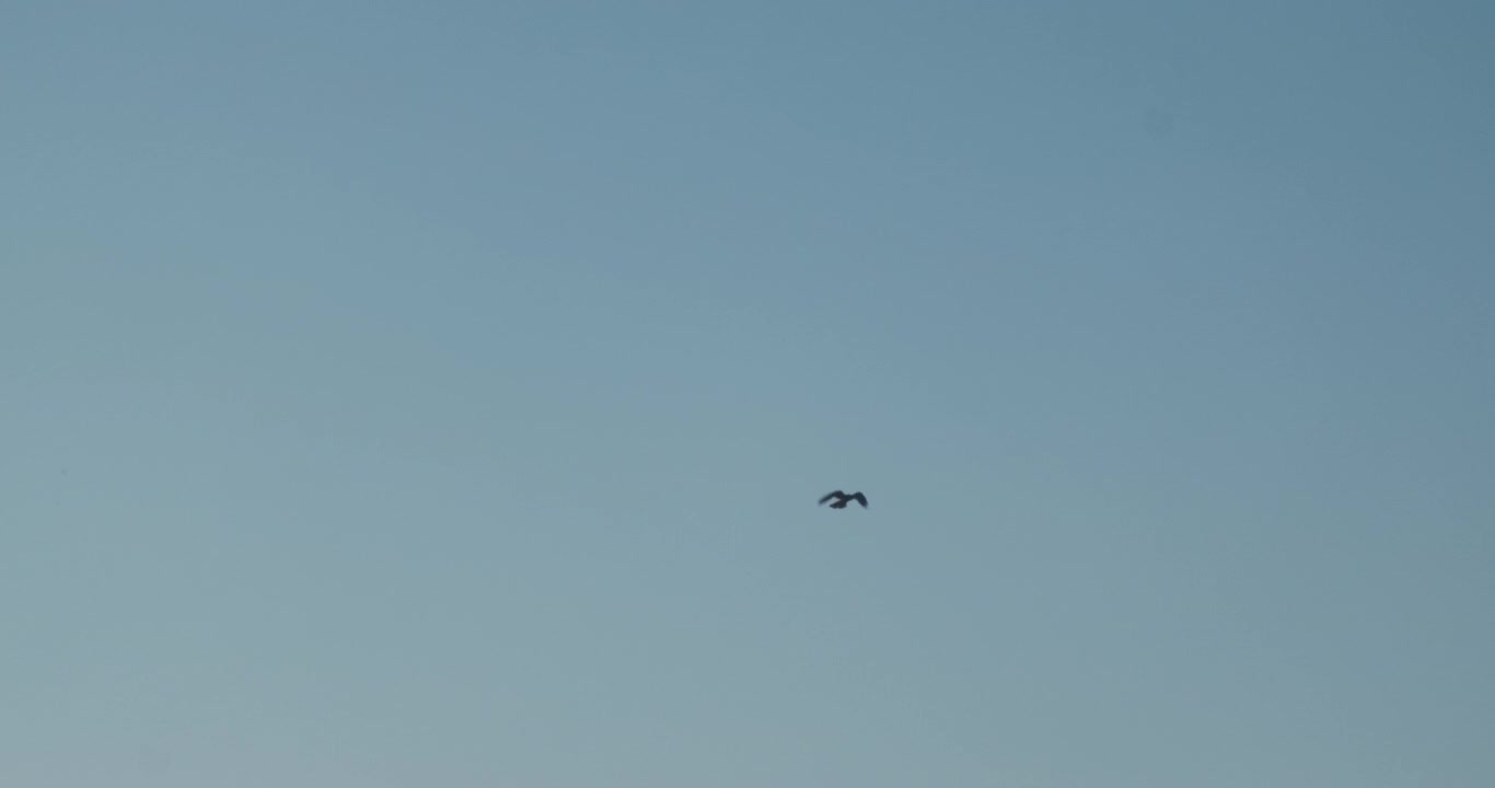 Fugl flyver højt op på himlen