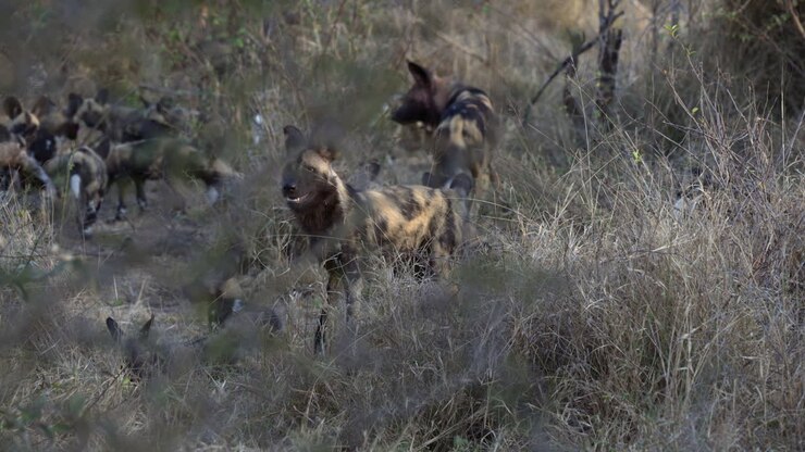 African wild dog or painted dogs pack with a bunch of pups