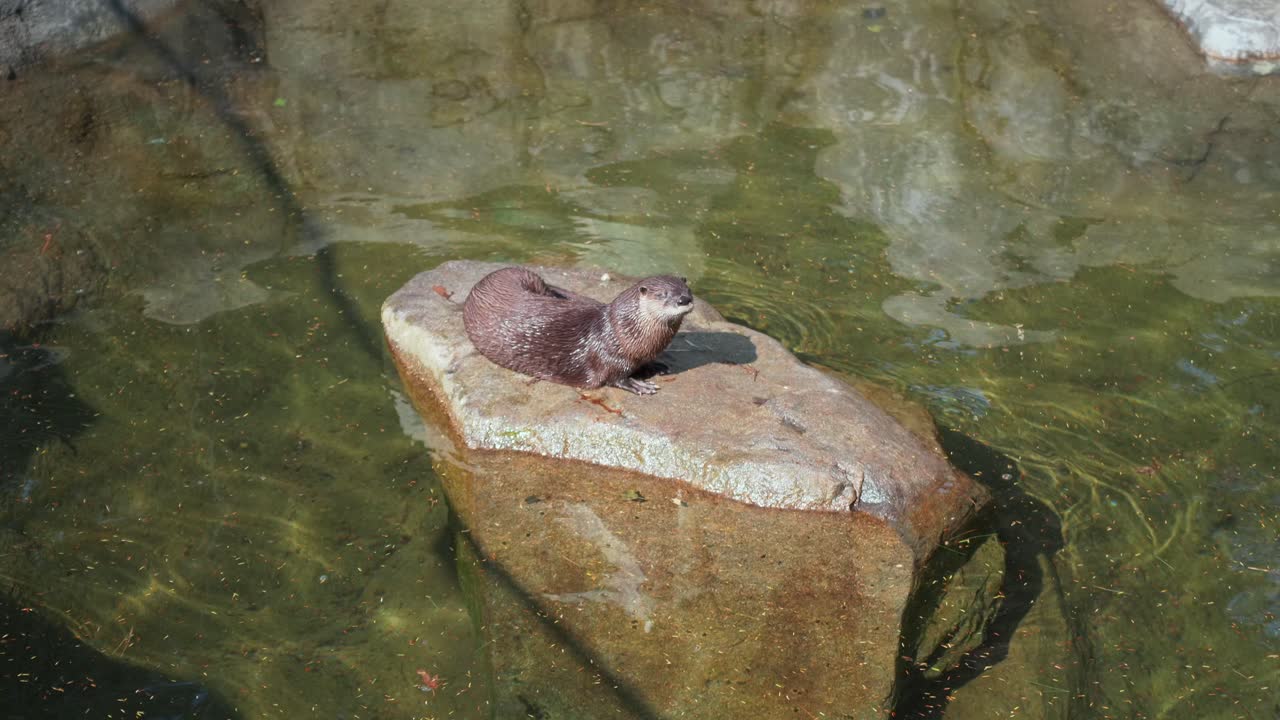A river otter sits on a large rock as it rests within the water as the sun shines