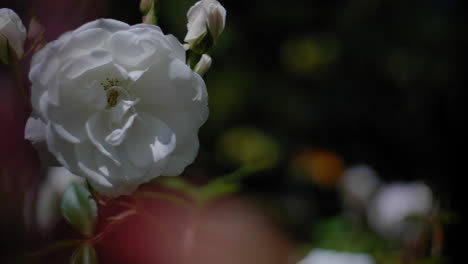 white flower in a steady breeze