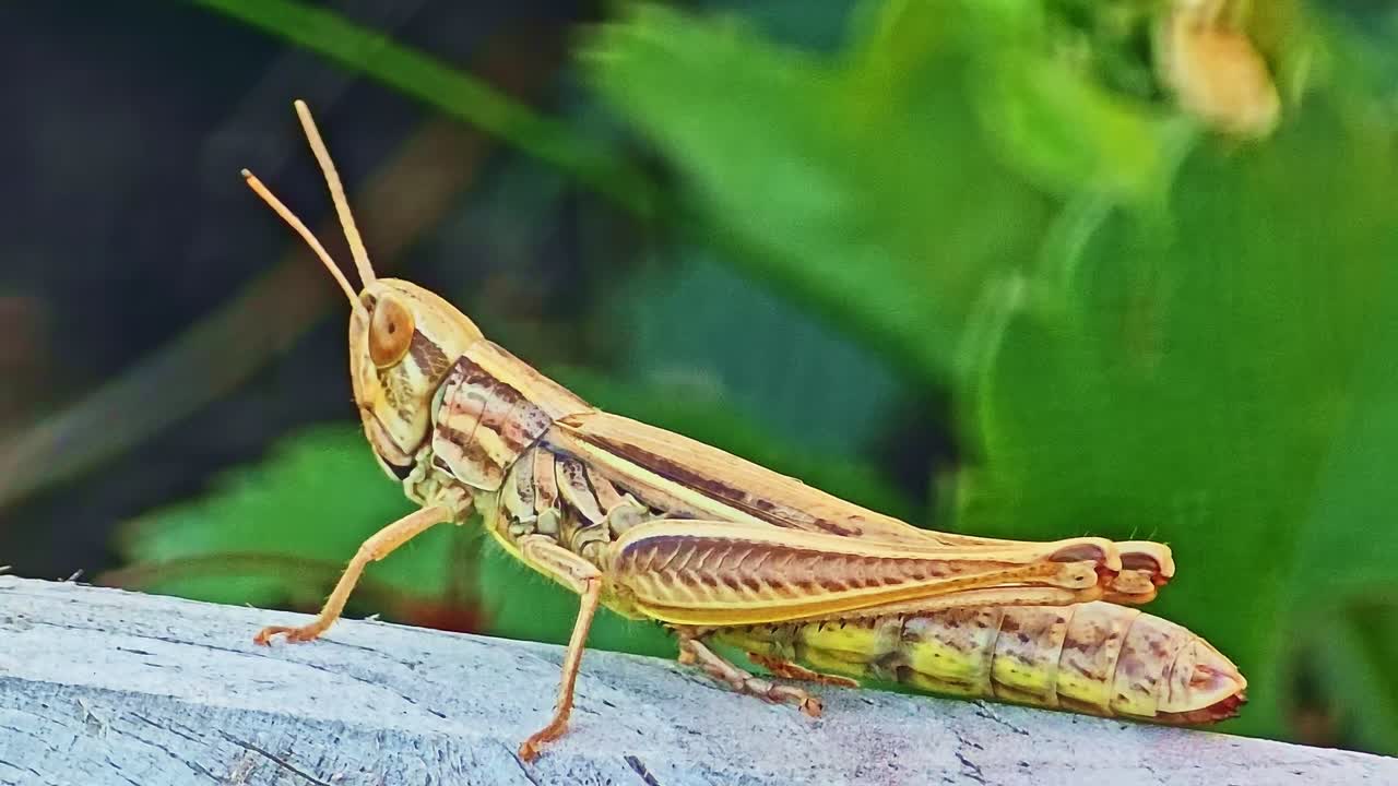 Macro inquadratura statica di una cavalletta di profilo che riposa sul legno, con foglie di fragola sfocate sullo sfondo - Francia.