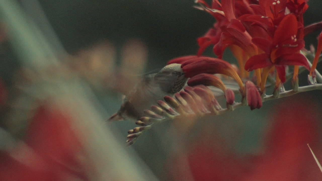 colibrí volando y chupando néctar de flores rojas, cámara lenta