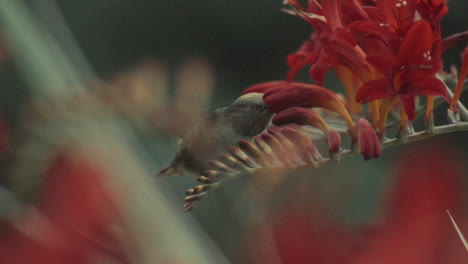 colibrí volando y chupando néctar de flores rojas, cámara lenta