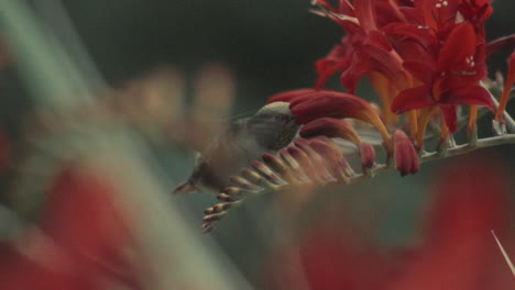 hummingbird flying and sucking nectar from red flowers, slowmotion