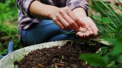 Woman-sowing-seeds-in-the-garden-4k