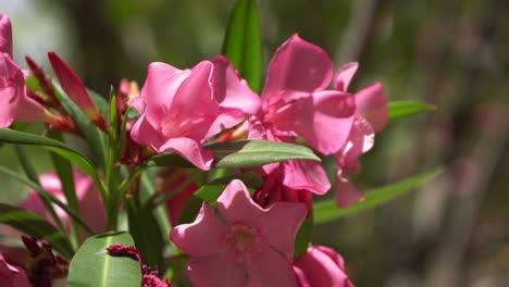 close-up of pink oleander flowers