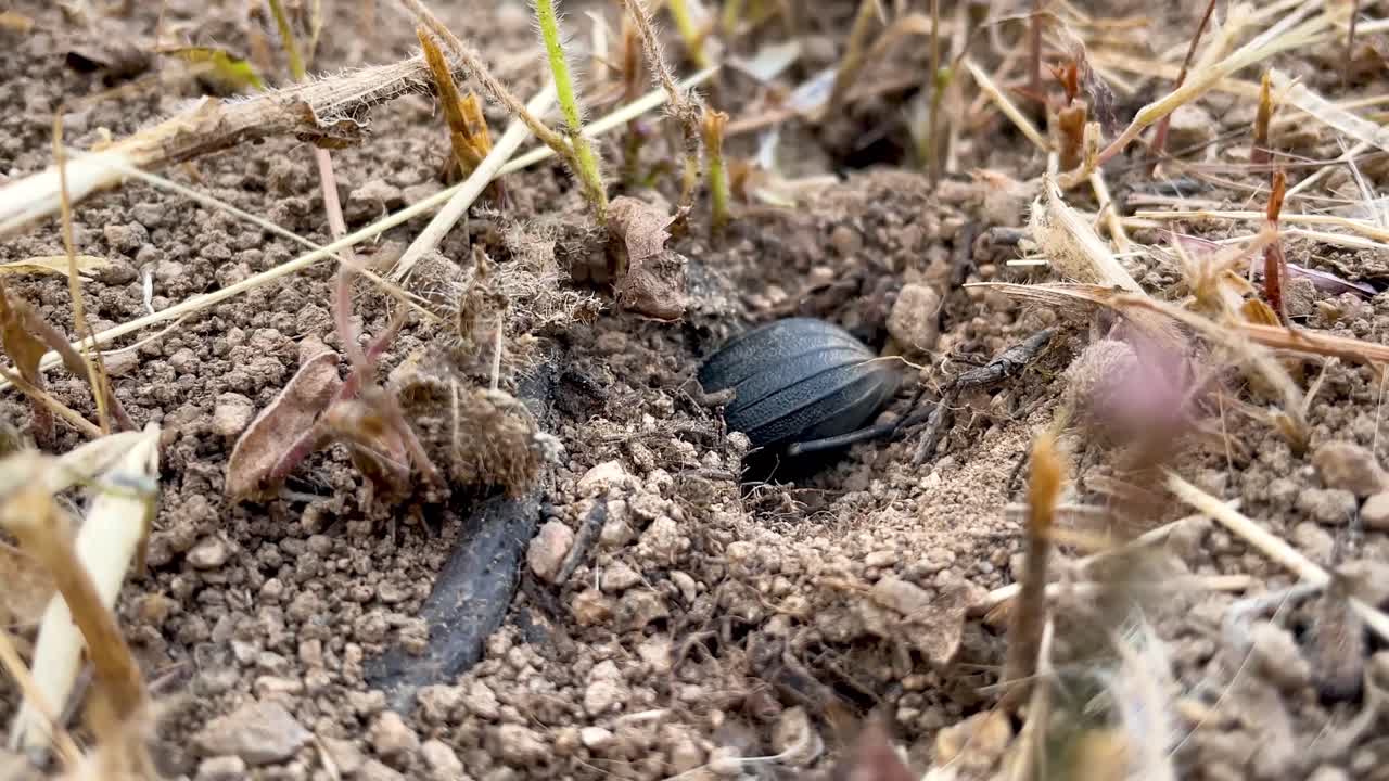 Striking slow motion footage of a black dung beetle burying itself in the ground, it moves its legs and expels the loose soil from the hole it is making, we observe the stripes it has on its thorax