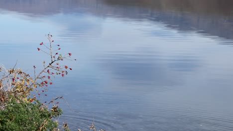 calm waters of lake dunstan reflect the sky, with wild rose hips in the foreground. subtle ripples create a serene atmosphere