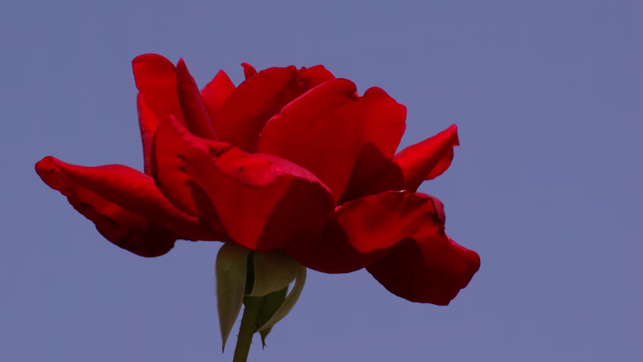 Rosa rossa che ondeggia delicatamente contro un cielo azzurro limpido