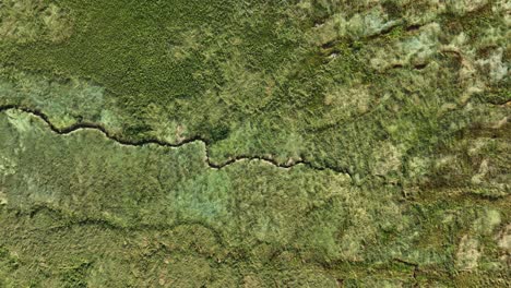vista de pájaro de la fuente de un arroyo que serpentea a través de un exuberante paisaje verde