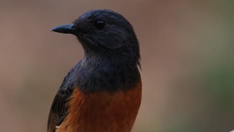 mirando hacia la izquierda y girando su cabeza rápidamente, shama copsychus malabaricus, tailandia