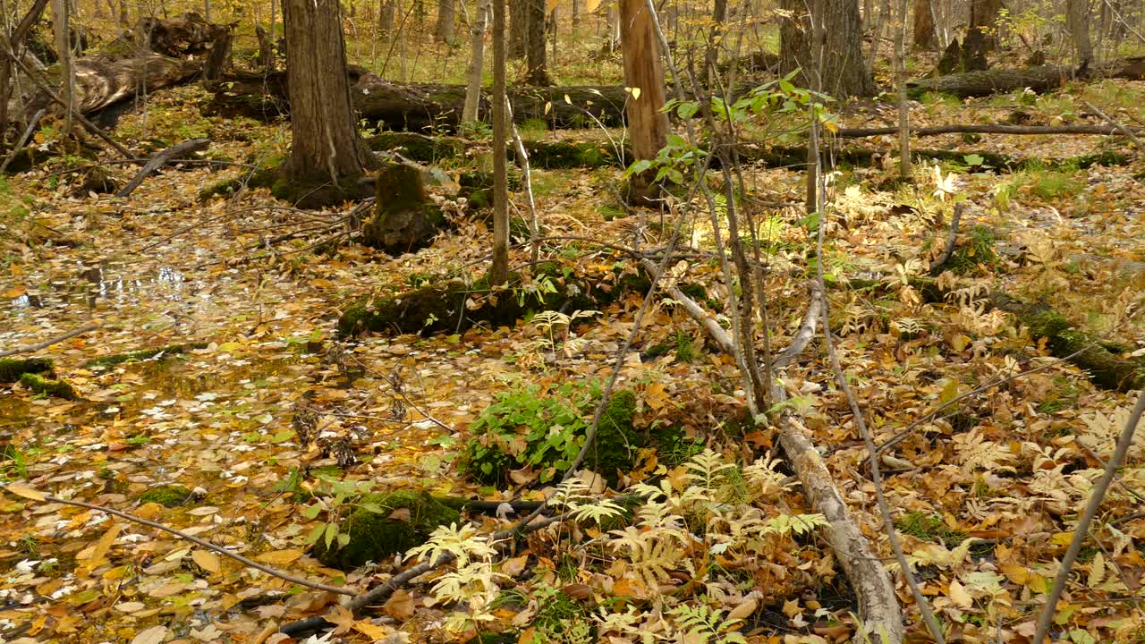 Suolo forestale coperto di foglie di tonalità gialle e arancioni alla fine dell'autunno in Canada.