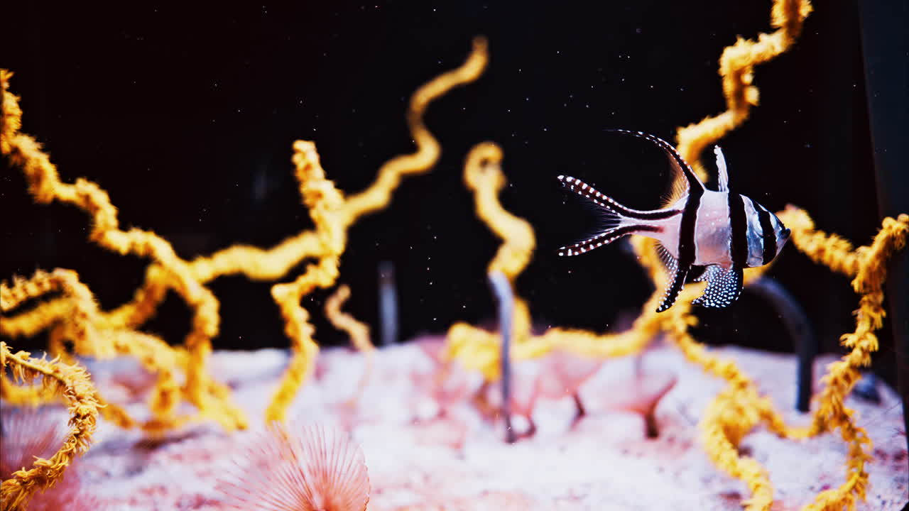 Close up of a Banggai cardinalfish swimming near a coral reef