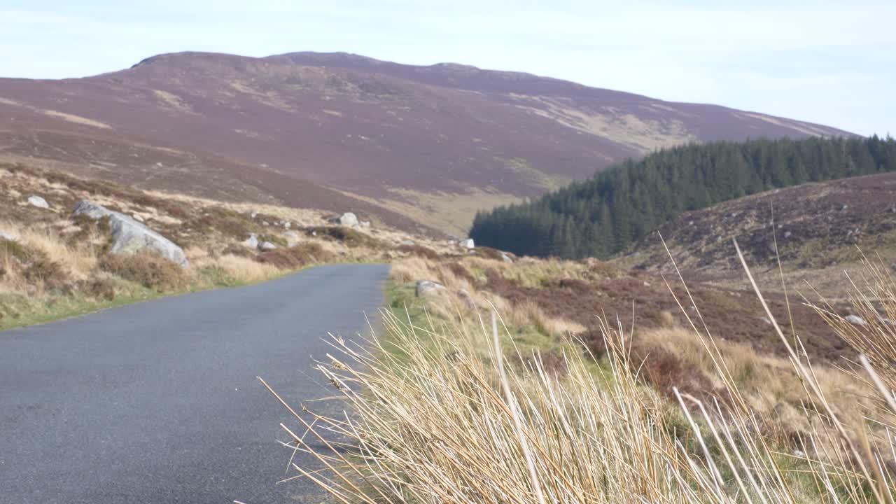 아일랜드의 아스팔트 도로 측면에서 본 위클로 산맥의 산기슭에 있는 침엽수림