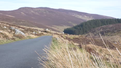 Bosque-De-Coníferas-Al-Pie-De-Las-Montañas-De-Wicklow-Visto-Desde-El-Lado-De-La-Carretera-Asfaltada-En-Irlanda