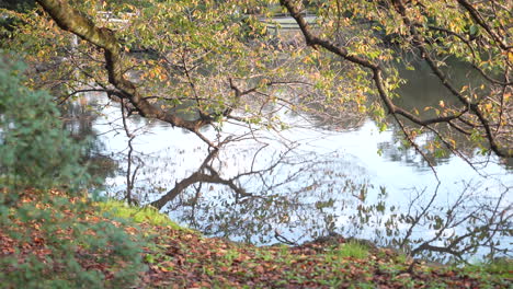 tree foliage reflections through calm lake in shinjuku gyoen national garden during fall season in tokyo, japan