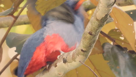 primer plano, de, pizarroso, cola, trogon, pájaro, en, frondoso, rama de árbol