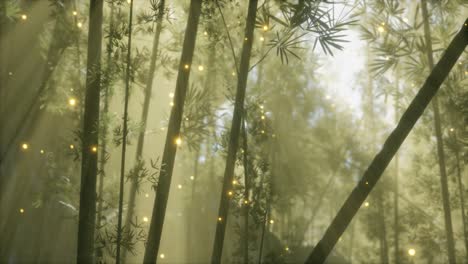 asian bamboo forest with morning fog weather