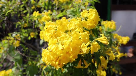 vibrant yellow flowers swaying gently in the breeze.