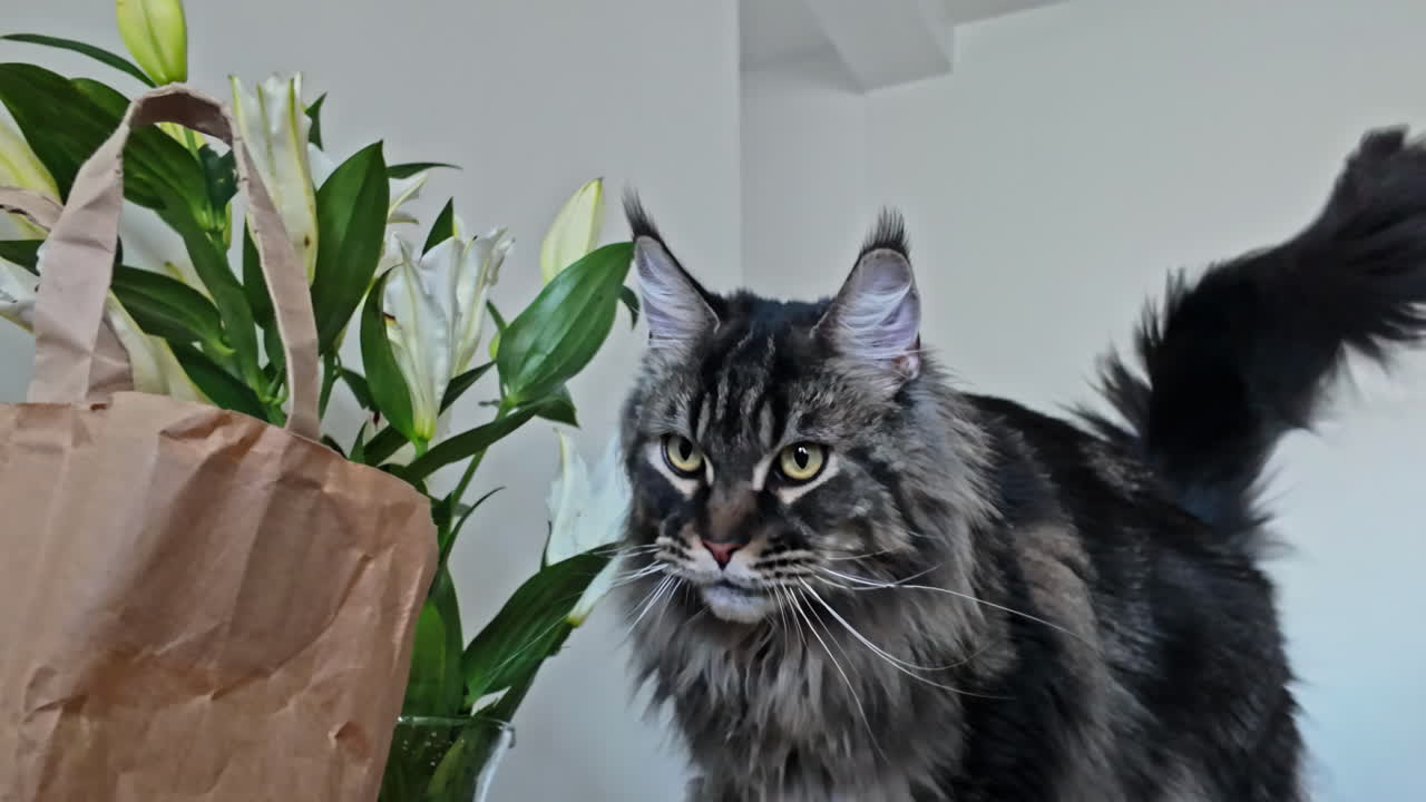 el gato mainecoon camina más allá de la bolsa de papel de comestibles y la planta de la casa mientras la mujer quita el jarrón de flores