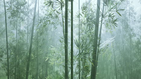 Bamboo-forest-with-natural-morning-sunlight-in-the-garden-planted