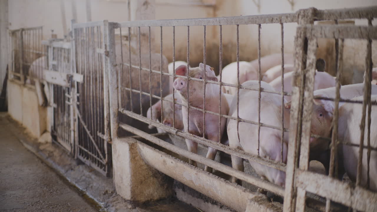 свиньи в фермерском загоне