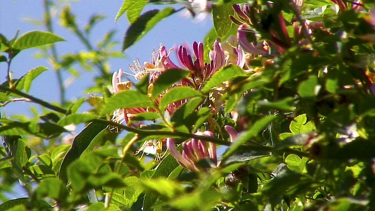 una vista de cerca de una flor de madreselva silvestre