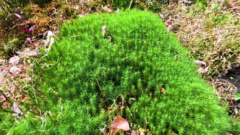 close-up of lush green moss in scotland