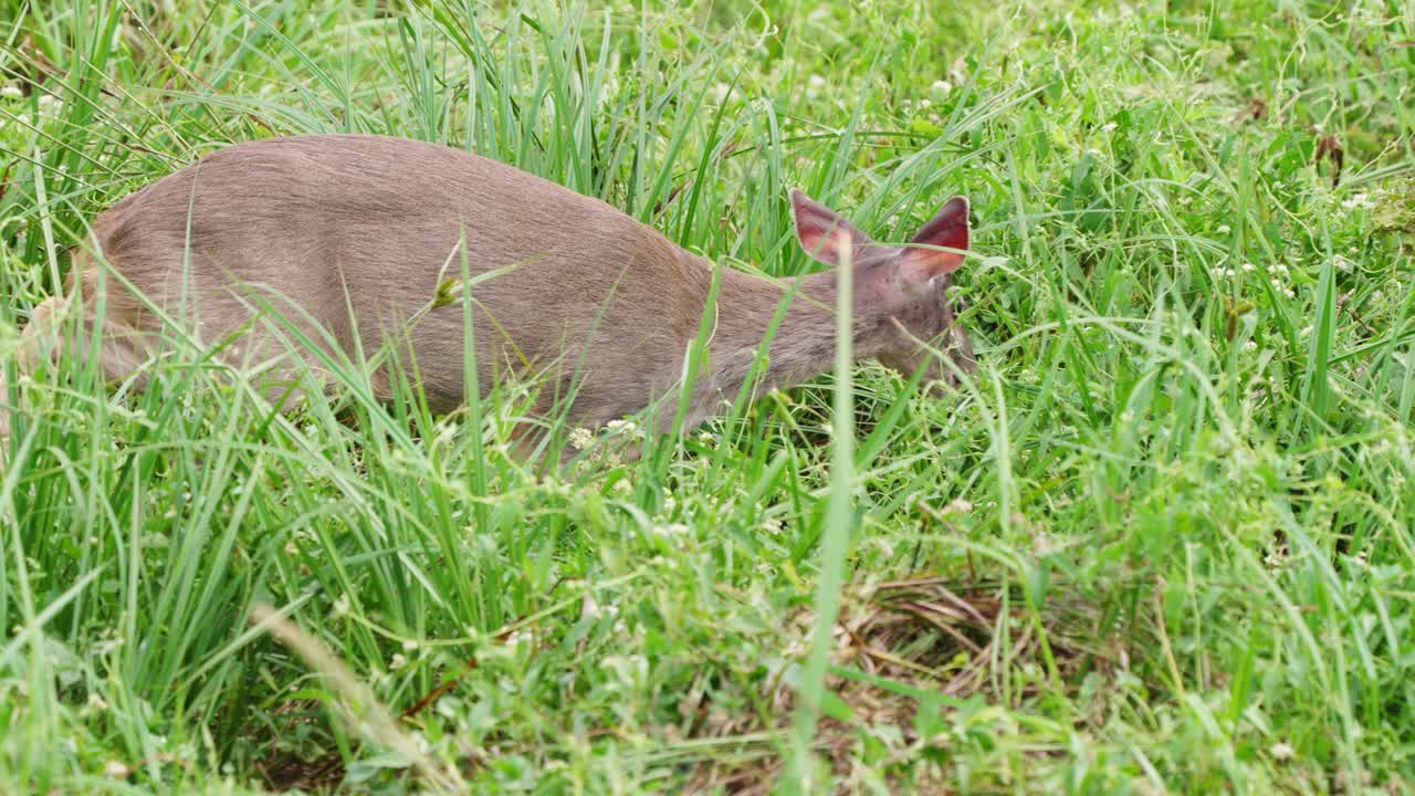 brocket gris joven y adorable, mazama gouazoubira caminando en las densas malezas, alimentándose de vegetaciones verdes, tiro de cámara lenta en los humedales de ibera