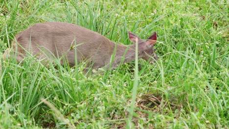 young and adorable gray brocket, mazama gouazoubira walking in the dense weeds, feeding on green vegetations, close up slow motion shot at ibera wetlands