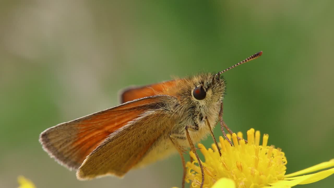노란 꽃 위에 서 있는 스키퍼 나비