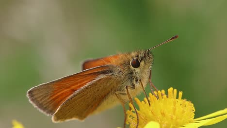 Una-Mariposa-Patrón-Posada-Sobre-Una-Flor-Amarilla