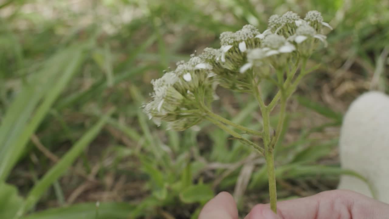 flor del jardín en un hermoso día