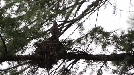 mother bird feeds babies bugs before a storm